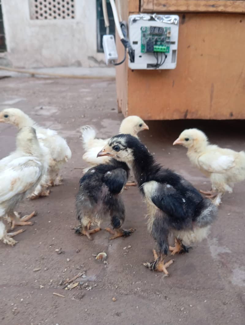 Bantam Chicks 3
