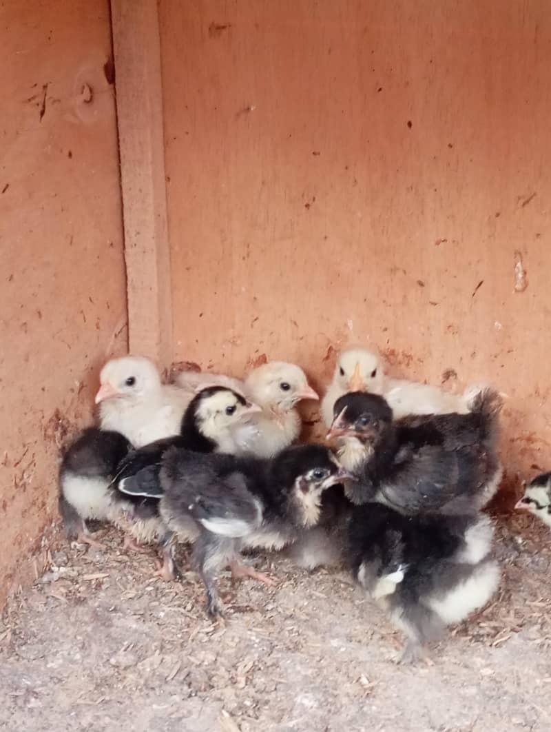 Bantam Chicks 4