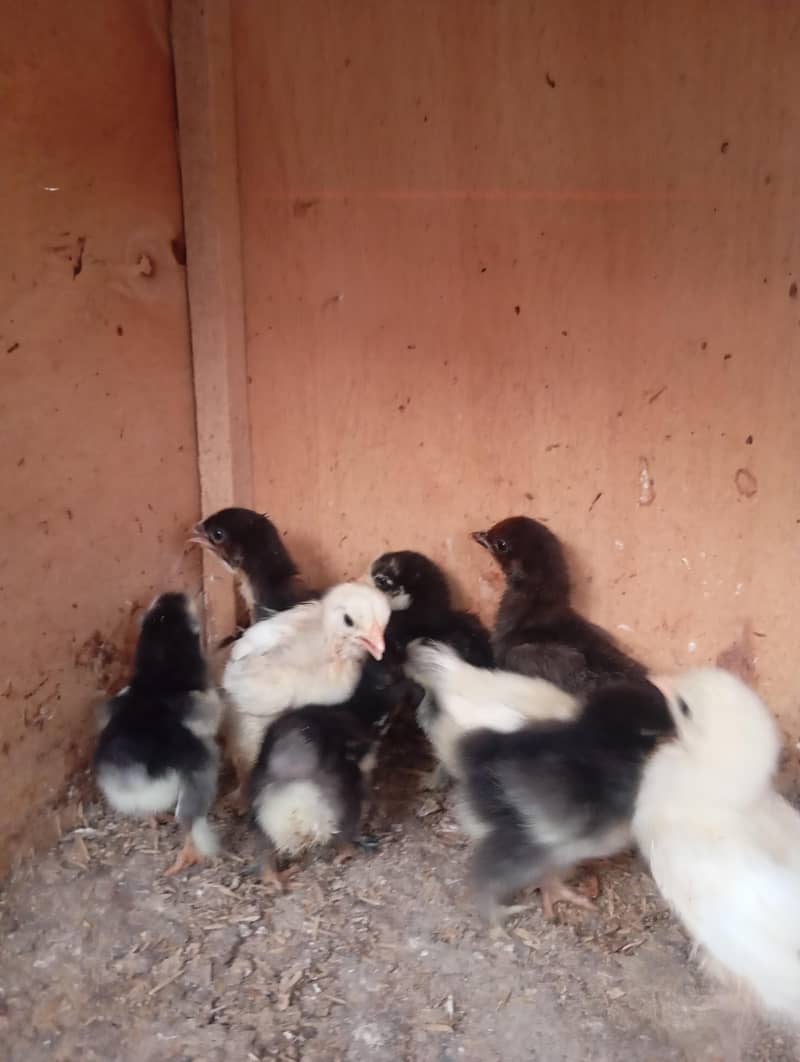 Bantam Chicks 5