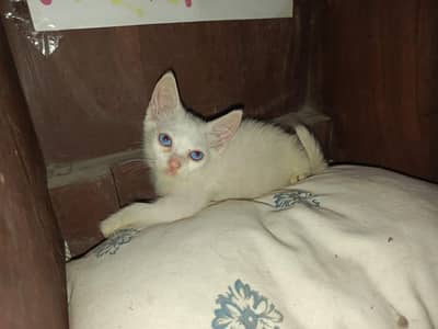 persian kitten for sale
