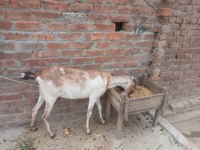 1 bakari or os ka bacha female