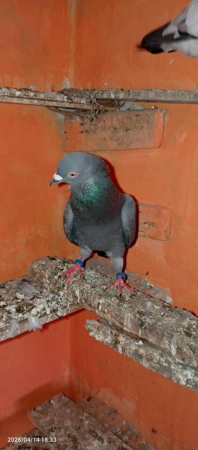 pigeon Nella breedar male