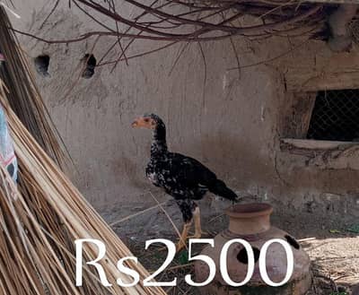 yeh asal aseel ha ma es ko sale krna chiata ho
