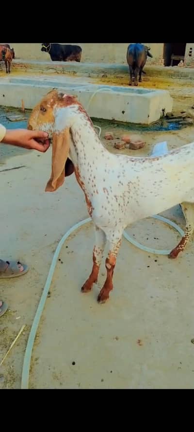 makhi cheni path for sale