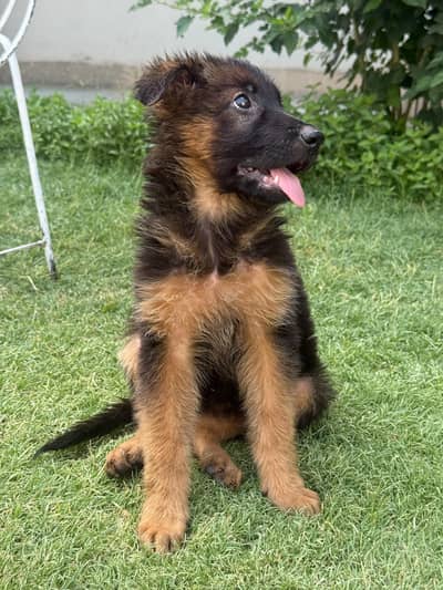 Long Coat German Shepherd Female