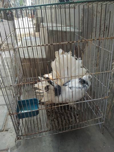 One Male and Two Female Pigeons
