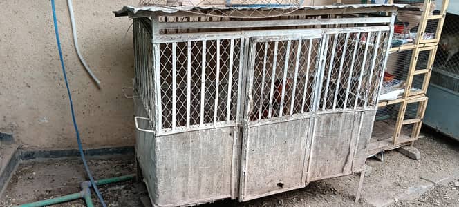Aseel madi with Solid iron cage pijra for sale.