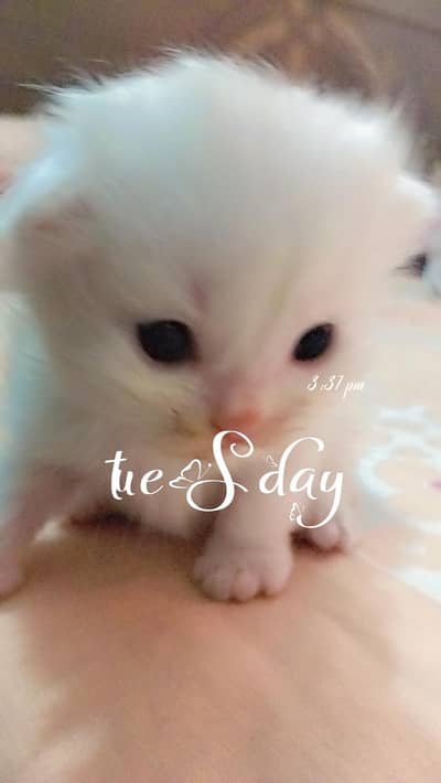 Persian kitten