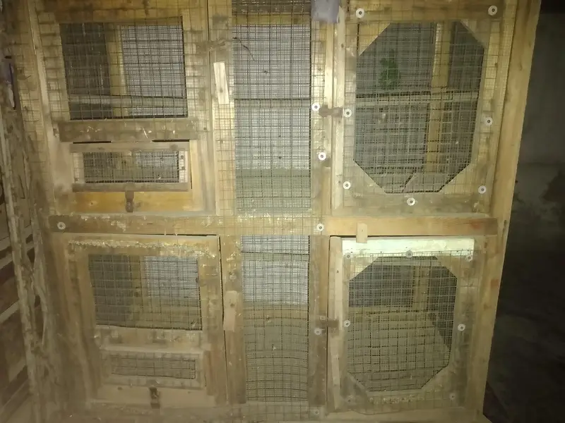 Cage for hens and Parrots