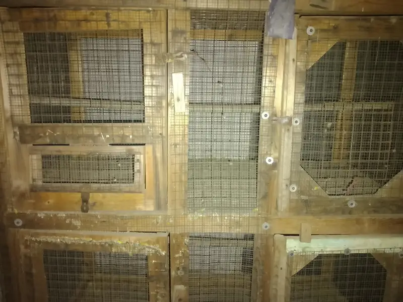 Cage for hens and Parrots — photo 2