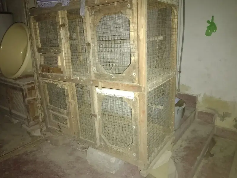 Cage for hens and Parrots — photo 3