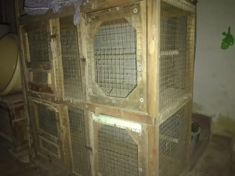 Cage for hens and Parrots — photo 5