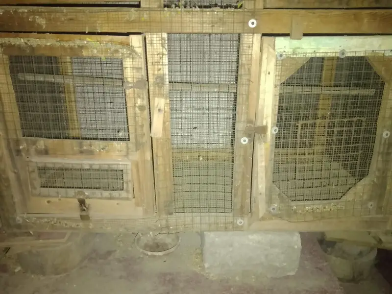Cage for hens and Parrots — photo 6