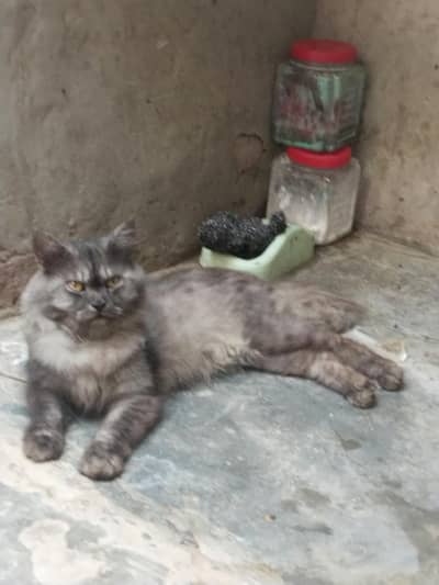 Persian Male cat for sale