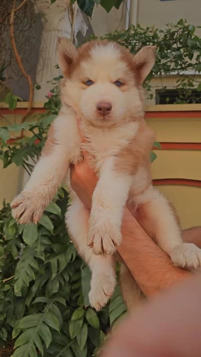 Siberian husky puppies | husky dog