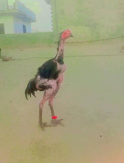 Pure Aseel Murga (Top Quality & Active) For Sale