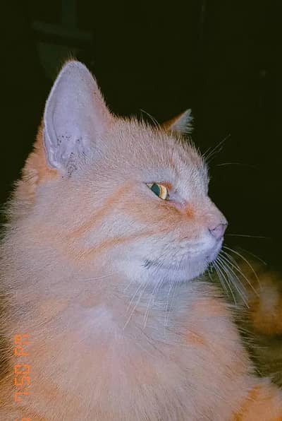 Bre Breed == Persian Cat   Breed == Persian Cat   Breed == Persian Cat