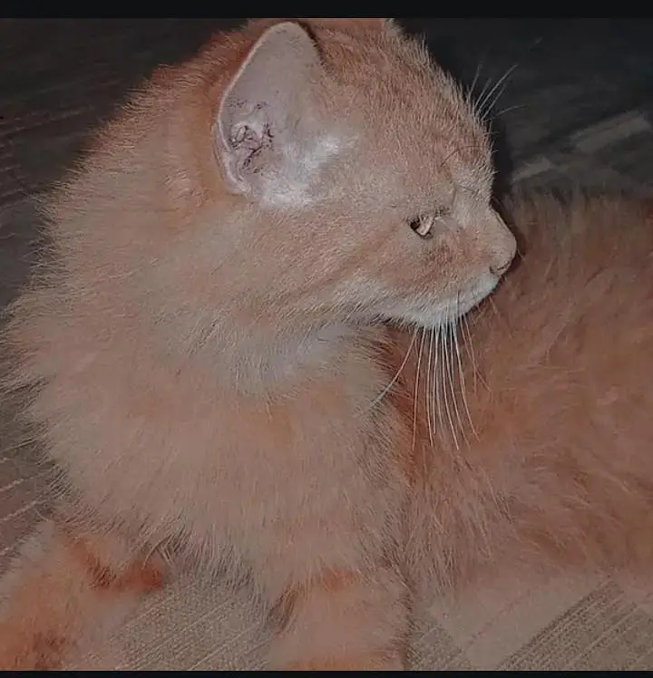 Bre Breed == Persian Cat   Breed == Persian Cat   Breed == Persian Cat — photo 2