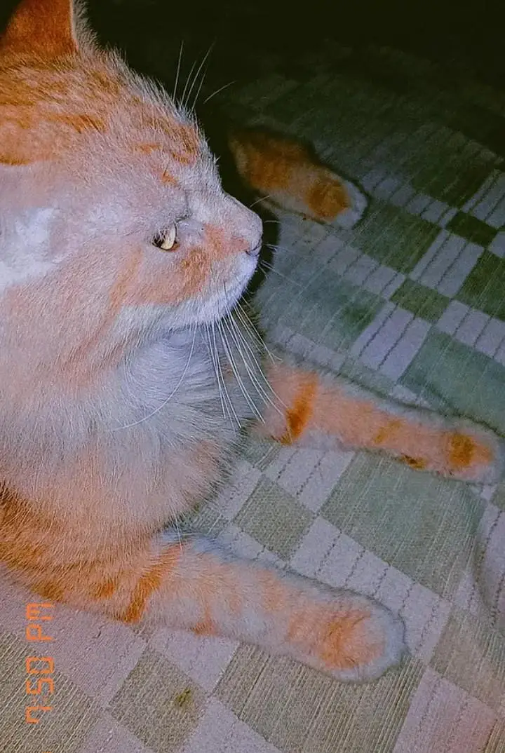 Bre Breed == Persian Cat   Breed == Persian Cat   Breed == Persian Cat — photo 3