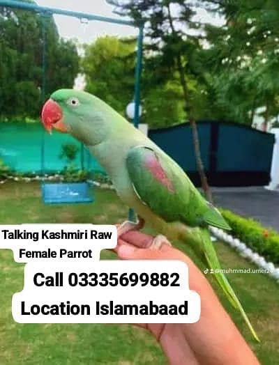 Hand Tamed Talking Full Friendly Kashmiri Raw Female Parrot