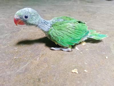 Green Ringneck Covered Chick