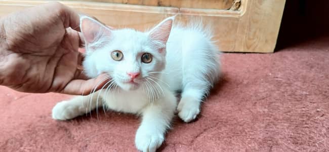 Turkish Angora