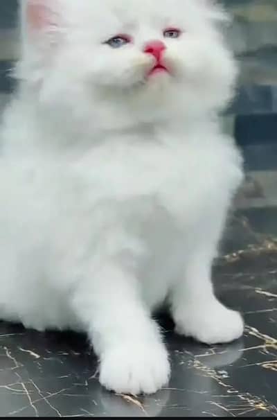 (Persian female kitten) my WhatsApp number 0322-97-21-876