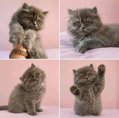 Cats | Persian | kittens | Blue Eyes | 3 kot | O348O29O14%©| WA
