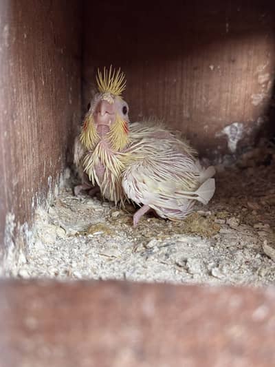 Cage, cockatiels & finches