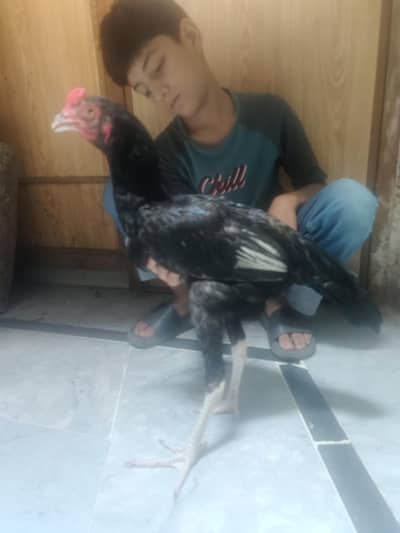 black aseel