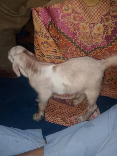 barbri bakri sath ak bacha for sale