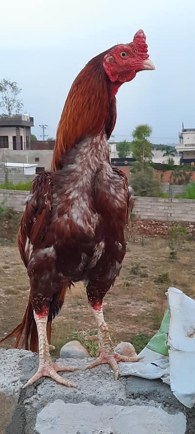 Aseel rooster top of the line quality
