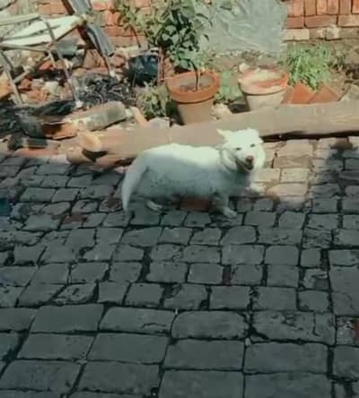 Pomeranian spitz female