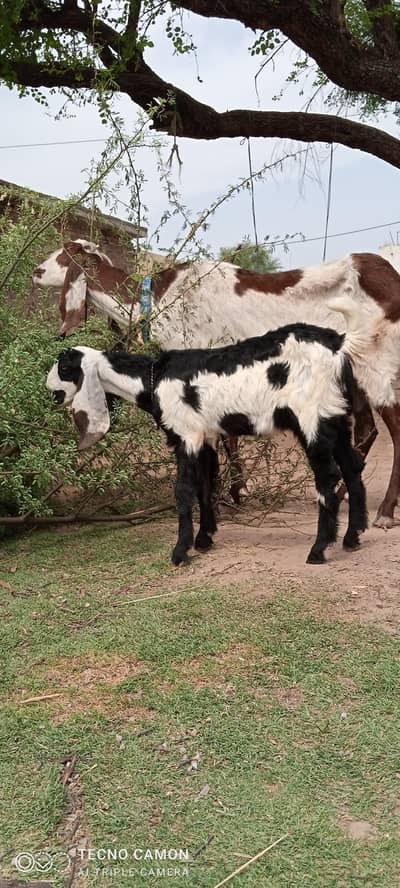 betaldasimix Bakari for sale shat female phat 4 manth 17 din ki