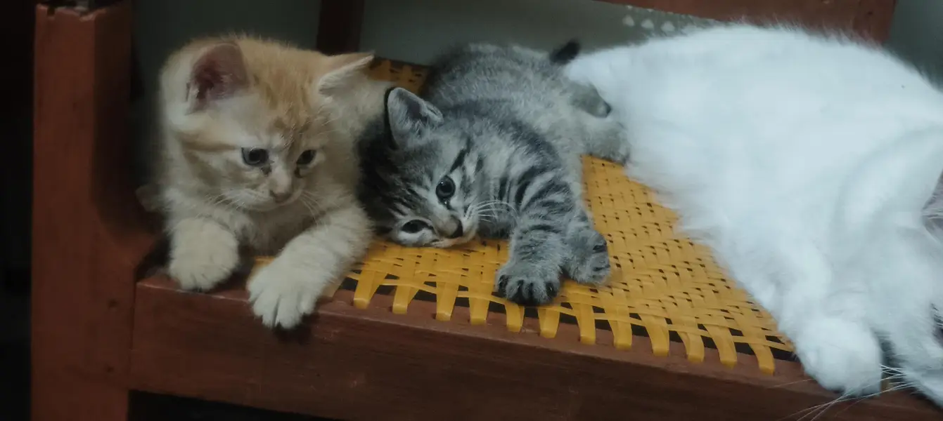 Kittens for sale