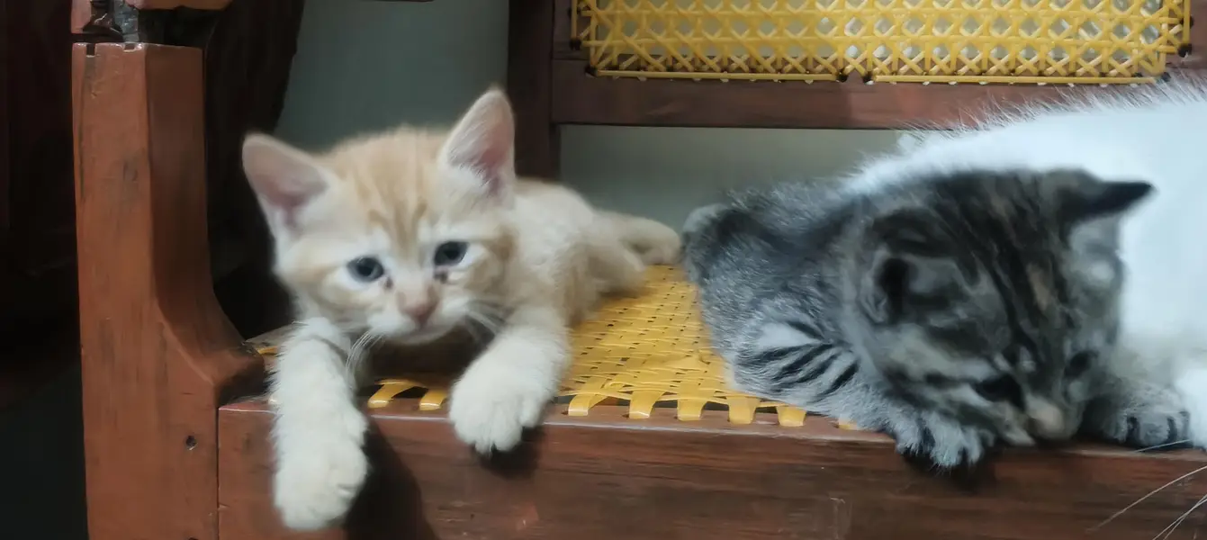 Kittens for sale — photo 2