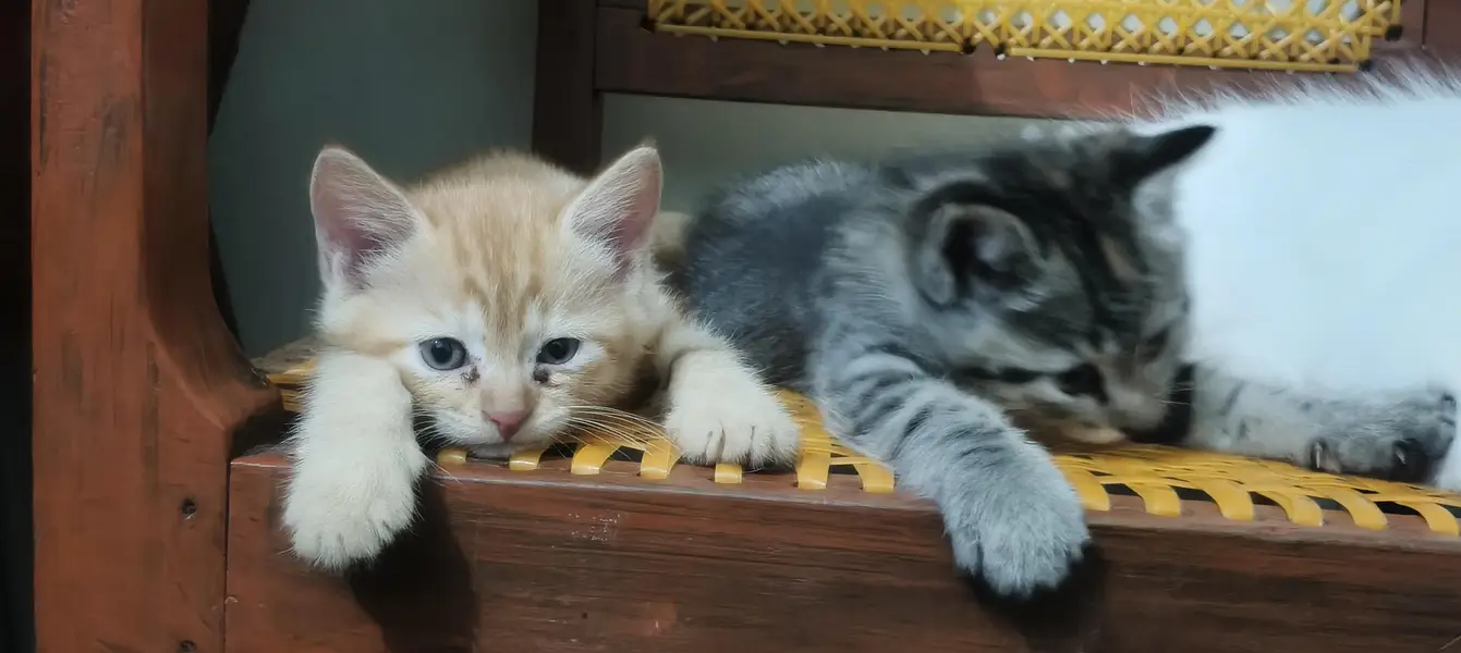 Kittens for sale — photo 3