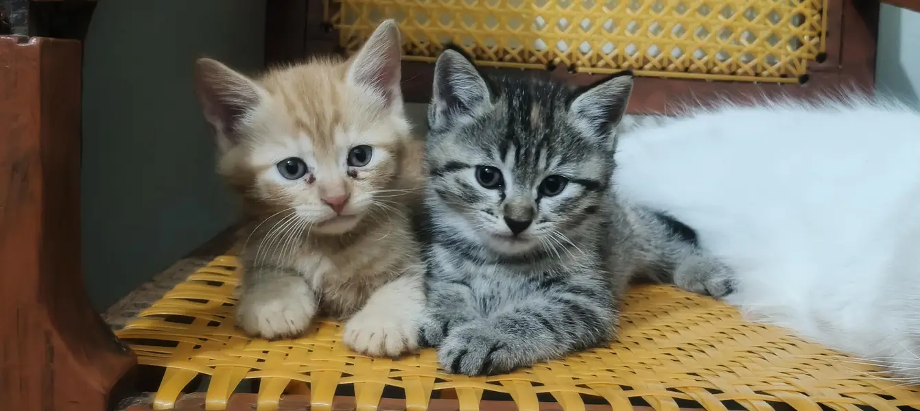 Kittens for sale — photo 4