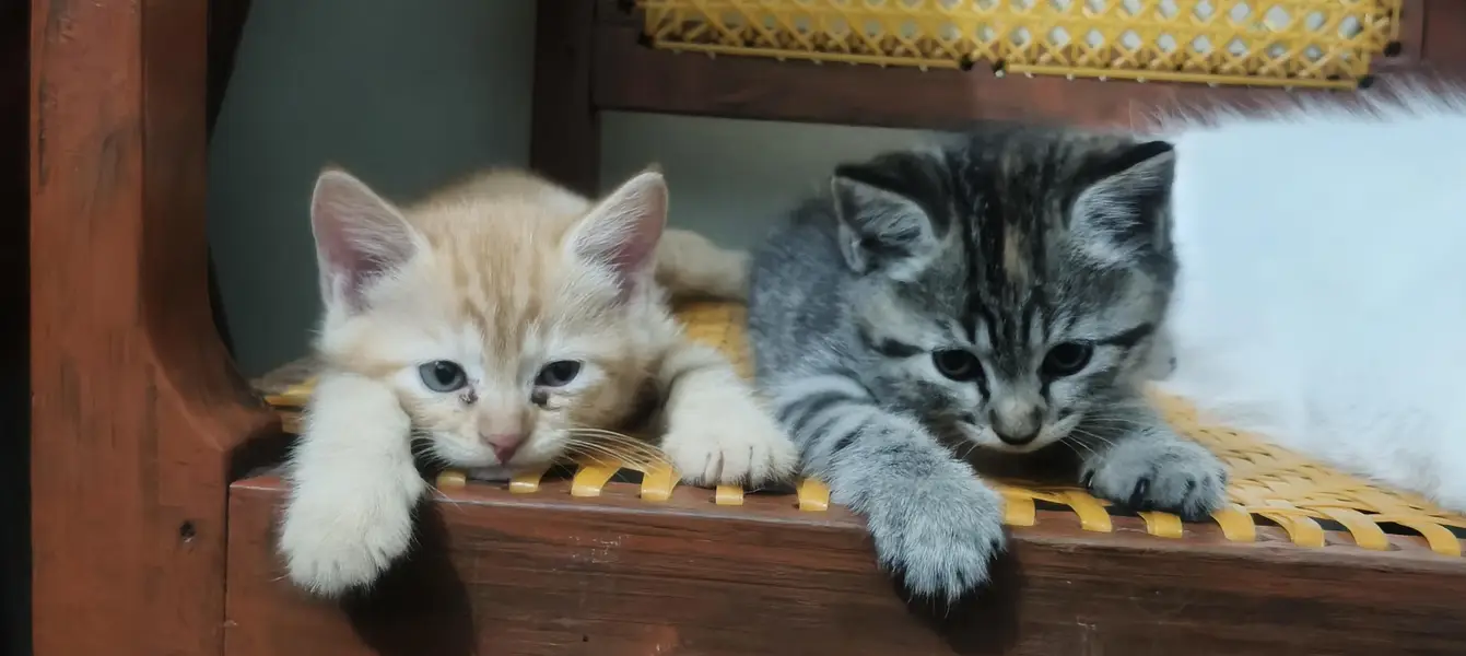 Kittens for sale — photo 5