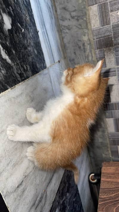 cat pair