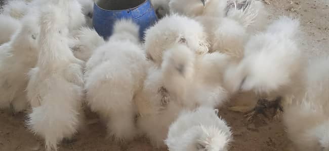 White Silki Pullets available Bantam Brahma Sultan Polish