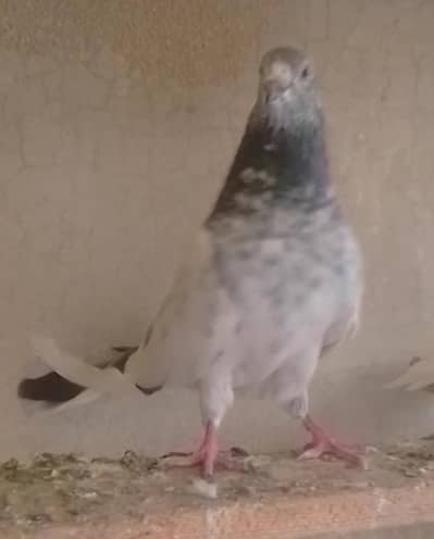 Sabaz Motiyo Wala Male Lakhi Pathi
