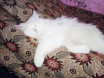 beautiful cat