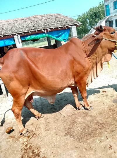 original Sahiwal gaban cow