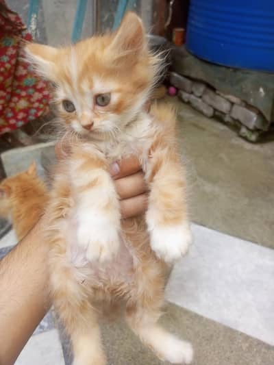 parsain kitten dono female hi.