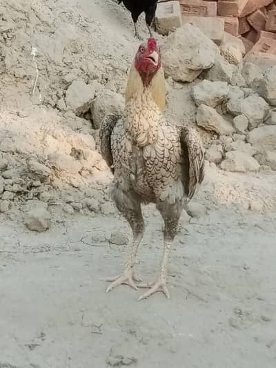 Aseel murga for sale