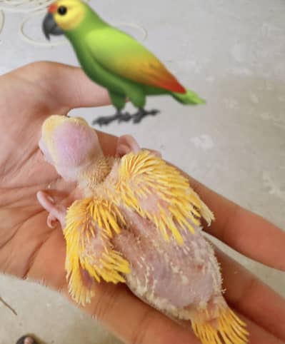 chick 4 sale / 0:3:0:2:1:9:6:4:9:8:2 whsapp