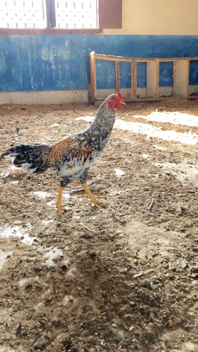 Pure Aseel A+ Blood Line Male