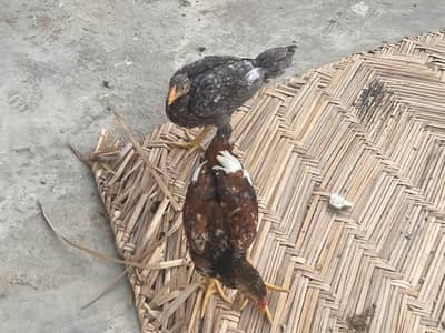 Aseel Murgha and murghi with 2 aseel chicks