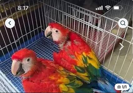 rad macaw parrot chicks for sale call number03220801966